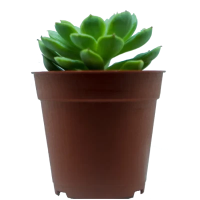 flower-aloeport